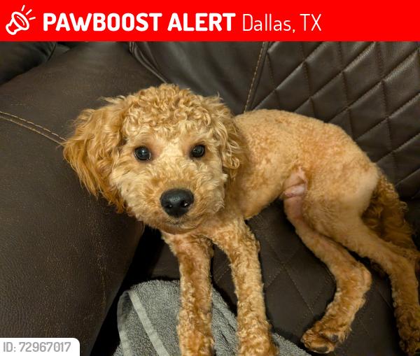 Lost Male Dog last seen Spruce HS, Dallas, TX 75217