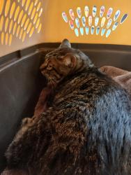 Found/Stray Male Cat last seen Elmwood, Inverness, FL 34450