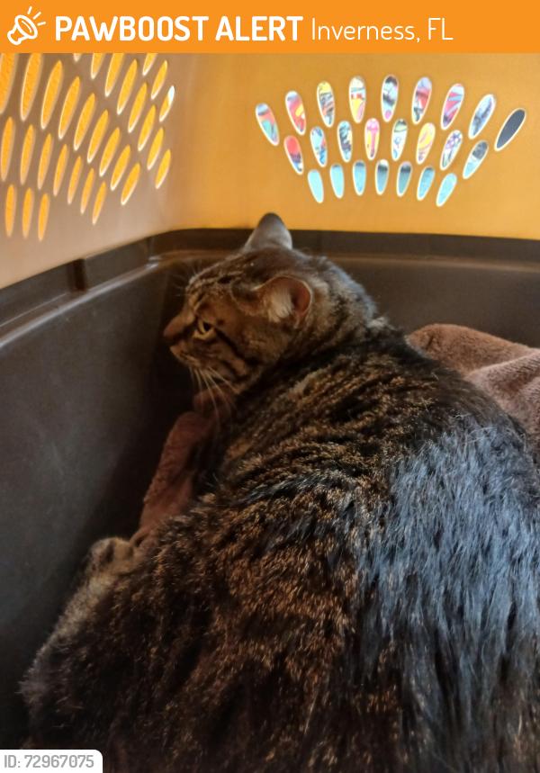 Found/Stray Male Cat last seen Elmwood, Inverness, FL 34450