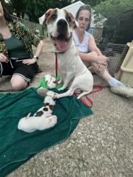 Shelter Stray Female Dog last seen Near BLOCK PINDELL AVE, Watterson Park, KY 40218