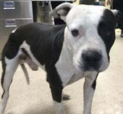 Shelter Stray Male Dog last seen Near BLOCK VALLE VISTA WAY, RIVERSIDE CA 92506, Jurupa Valley, CA 92509