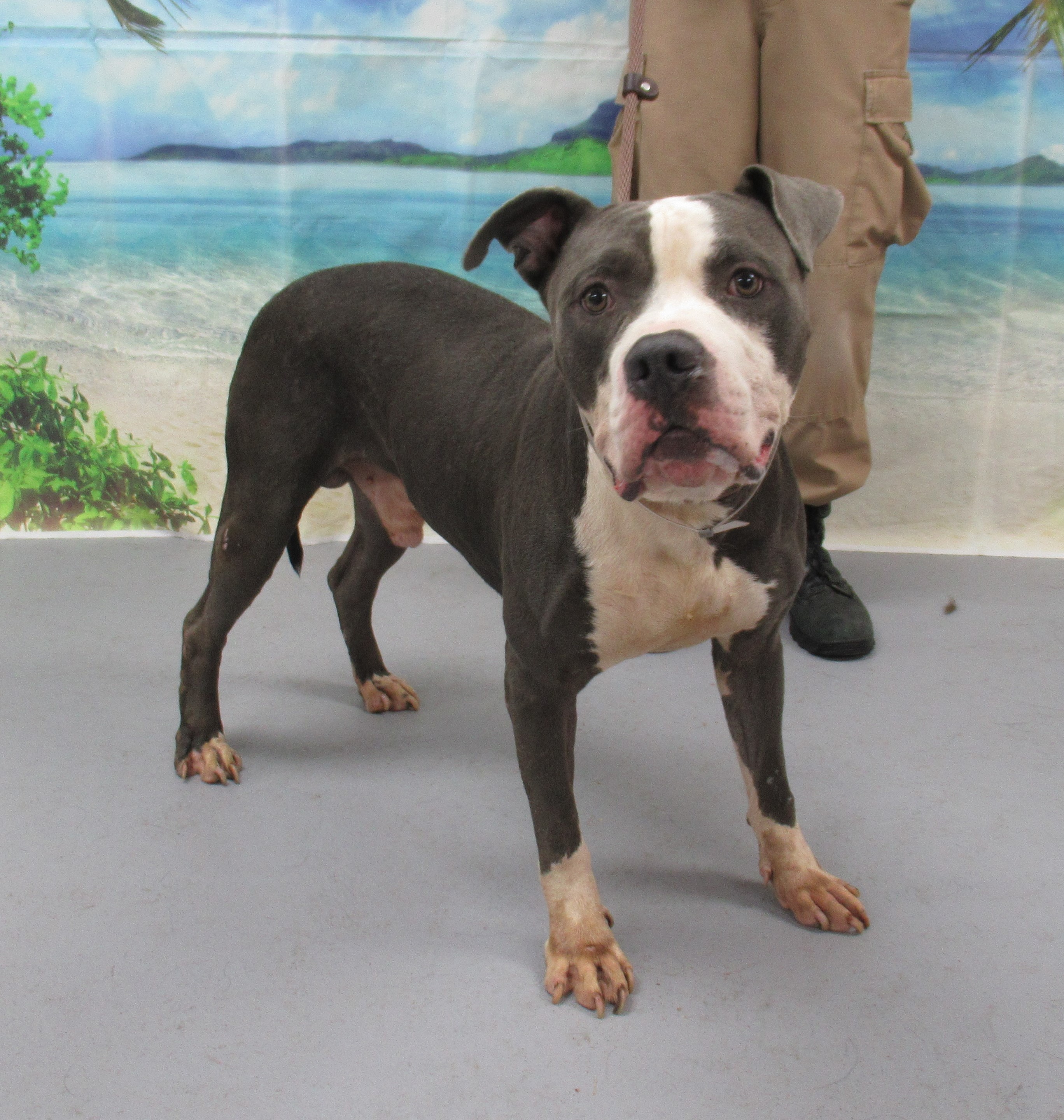 Shelter Stray Male Dog last seen Near BLOCK ARLING, Watterson Park, KY 40218