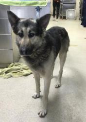 Shelter Stray Male Dog last seen Near BLOCK VALLE VISTA WAY, RIVERSIDE CA 92506, Jurupa Valley, CA 92509