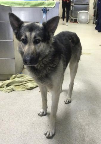 Shelter Stray Male Dog last seen Near BLOCK VALLE VISTA WAY, RIVERSIDE CA 92506, Jurupa Valley, CA 92509