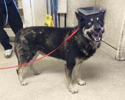 Shelter Stray Male Dog last seen Near BLOCK VALLE VISTA WAY, RIVERSIDE CA 92506, Jurupa Valley, CA 92509