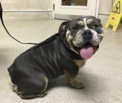 Shelter Stray Female Dog last seen Near BLOCK DRIVING RANGE RD, JURUPA VALLEY, CA, Jurupa Valley, CA 92509