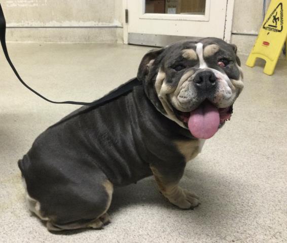 Shelter Stray Female Dog last seen Near BLOCK DRIVING RANGE RD, JURUPA VALLEY, CA, Jurupa Valley, CA 92509