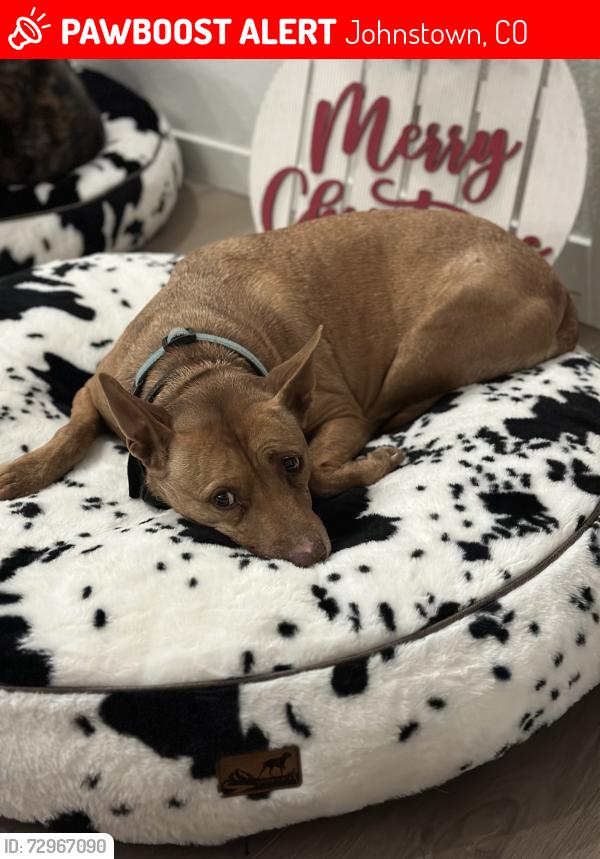 Lost Female Dog last seen High plains Blvd & Highway 60 begins Woods Supermarket , Johnstown, CO 80534