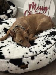 Lost Female Dog last seen High plains Blvd & Highway 60 begins Woods Supermarket , Johnstown, CO 80534