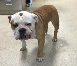 Shelter Stray Female Dog last seen Near BLOCK DRIVING RANGE RD, JURUPA VALLEY, CA, Jurupa Valley, CA 92509