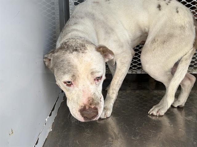 Shelter Stray Male Dog last seen Near BLOCK DEATON CT, WELDON CA 93283, Lake Isabella, CA 93240