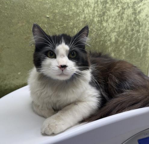 Shelter Stray Male Cat last seen Near BLOCK MAGNOLIA AVE, RIVERSIDE CA 92505, Jurupa Valley, CA 92509