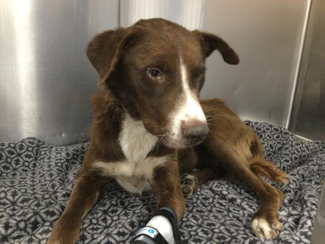 Shelter Stray Male Dog last seen 60TH AVENUE/ MONROE, Thousand Palms, CA 92276
