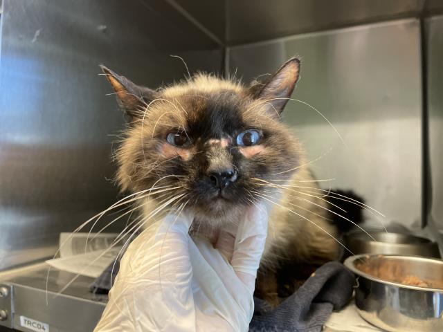 Shelter Stray Male Cat last seen Near BLOCK EARLY DAWN WAY, SAN JACINTO, CA, San Jacinto, CA 92582