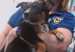 Shelter Stray Female Dog last seen BLUFFVIEW WAY, Land O' Lakes, FL 34638