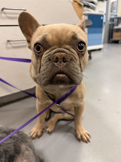 Shelter Stray Female Dog last seen MAYBERRY AVE /S STATE ST, HEMET, CA, 92543, San Jacinto, CA 92582