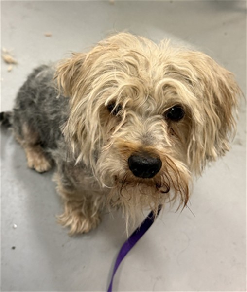 Shelter Stray Male Dog last seen MAYBERRY AVE /S STATE ST, HEMET, CA, 92543, San Jacinto, CA 92582