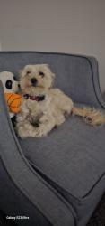 Lost Female Dog last seen Near S Norcross Tucker Rd, Norcross, GA 30093, Norcross, GA 30093