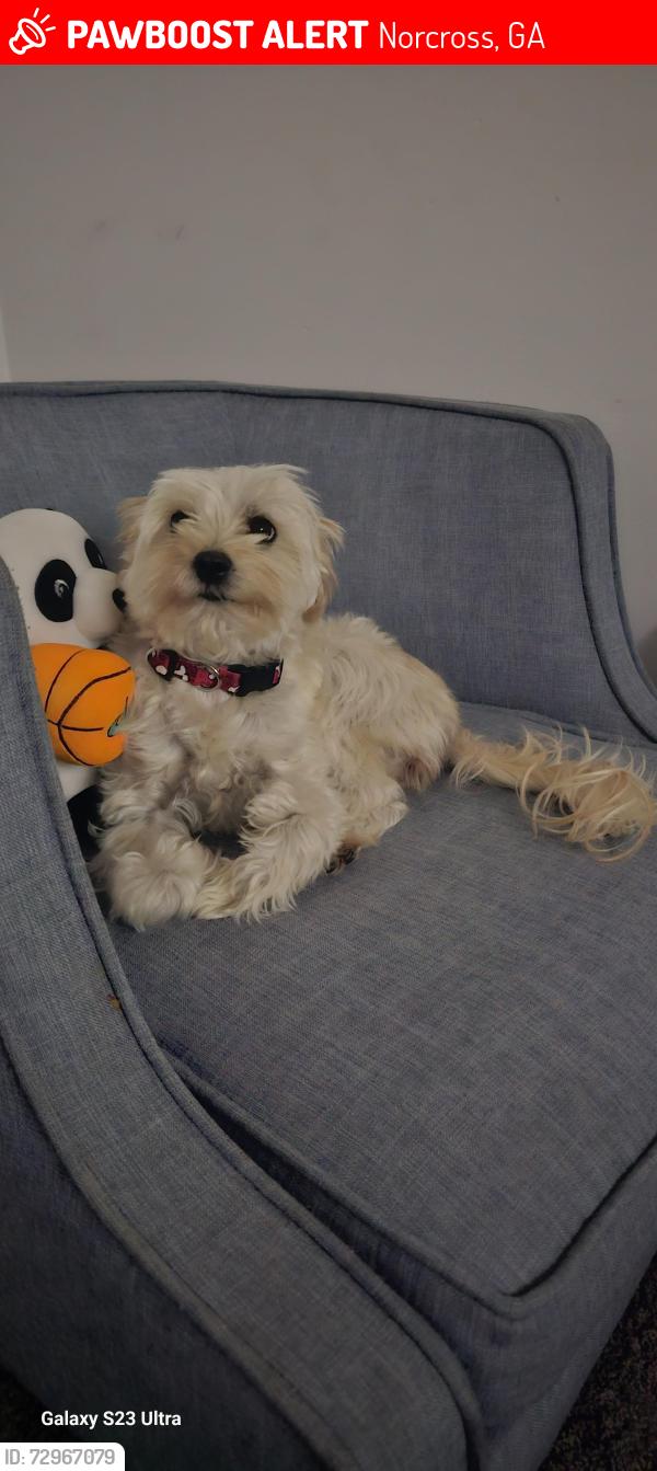 Lost Female Dog last seen Near S Norcross Tucker Rd, Norcross, GA 30093, Norcross, GA 30093