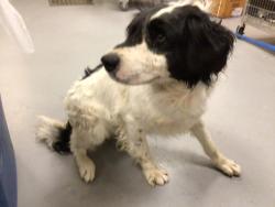 Shelter Stray Male Dog last seen Near BLOCK ALABASTER LOOP, PERRIS CA 92570, San Jacinto, CA 92582