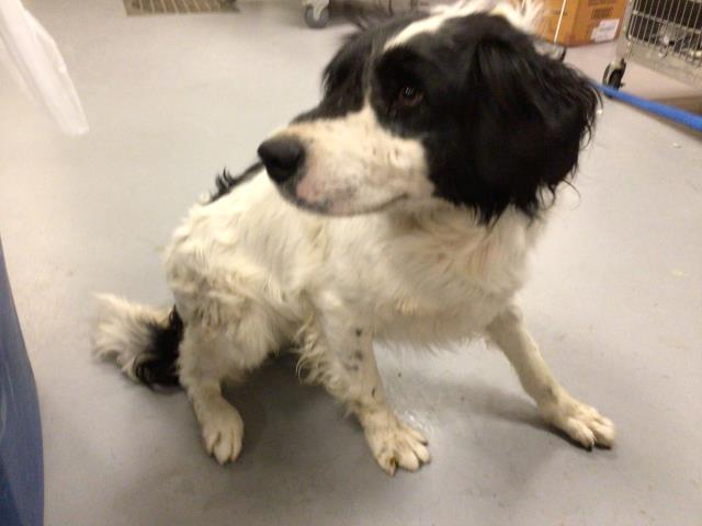 Shelter Stray Male Dog last seen Near BLOCK ALABASTER LOOP, PERRIS CA 92570, San Jacinto, CA 92582