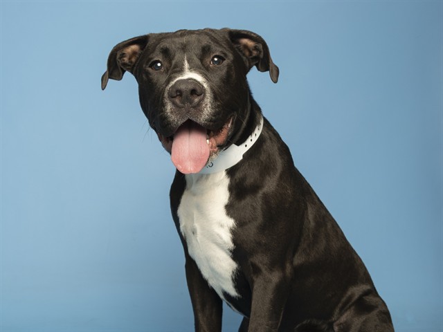 Shelter Stray Male Dog last seen Near BLOCK W BUTLER DR, Phoenix, AZ 85008