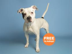 Shelter Stray Male Dog last seen I10 AND THE 202, Phoenix, AZ 85008