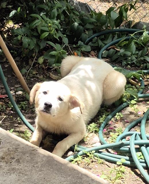 Shelter Stray Male Dog last seen CRYSTAL, San Antonio, TX 78227