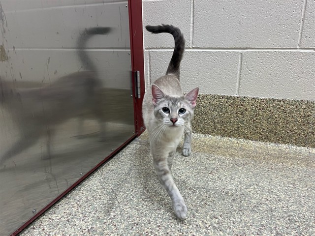 Shelter Stray Female Cat last seen Near BLOCK CRICKLEWOOD LN, COLORADO SPRINGS CO 80910, Colorado Springs, CO 80905