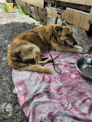 Shelter Stray Male Dog last seen Near BLOCK CANAVAN ST, San Antonio, TX 78227