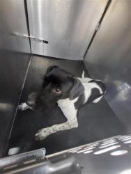 Shelter Stray Female Dog last seen Near BLOCK EISENHAUER, San Antonio, TX 78227