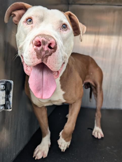 Shelter Stray Male Dog last seen Near BLOCK W CESAR E CHAVEZ, San Antonio, TX 78227