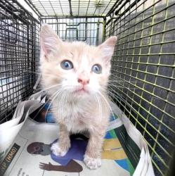 Shelter Stray Female Cat last seen Near BLOCK BUNDY, San Antonio, TX 78227