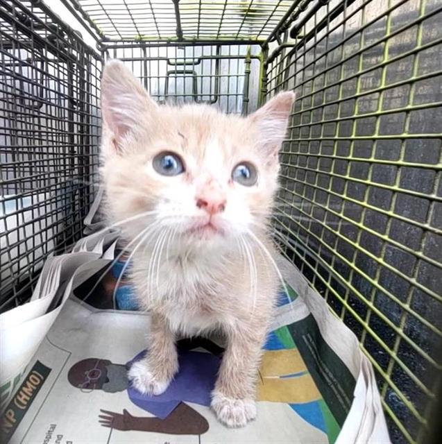 Shelter Stray Female Cat last seen Near BLOCK BUNDY, San Antonio, TX 78227