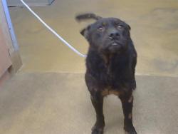 Shelter Stray Male Dog last seen CLINTON RD/WAYLAND AVE, 95825, Sacramento, CA 95827
