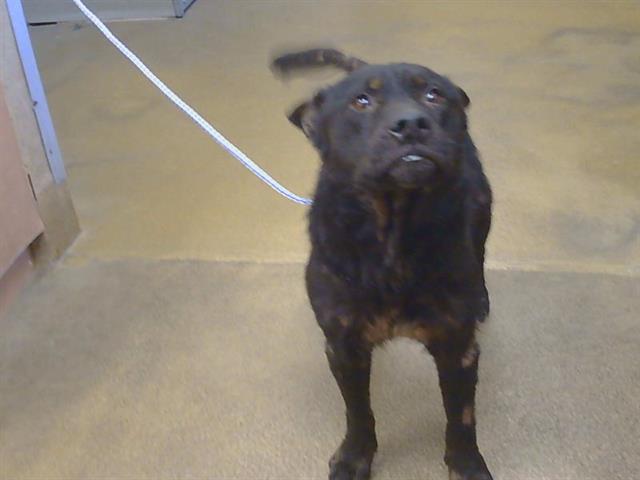 Shelter Stray Male Dog last seen CLINTON RD/WAYLAND AVE, 95825, Sacramento, CA 95827