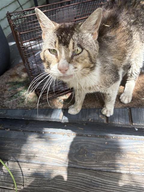 Shelter Stray Male Cat last seen Near BLOCK N PALMETTO, San Antonio, TX 78227