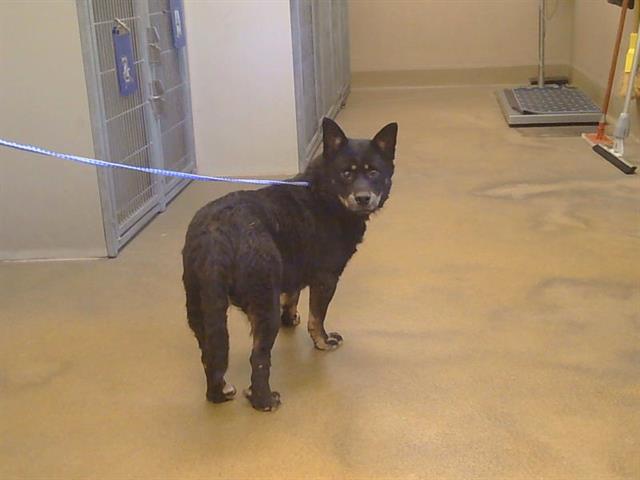Shelter Stray Female Dog last seen CLINTON RD/WAYLAND AVE, 95825, Sacramento, CA 95827