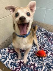 Shelter Stray Male Dog last seen Near BLOCK N LARK ST #188, Brighton, CO 80601