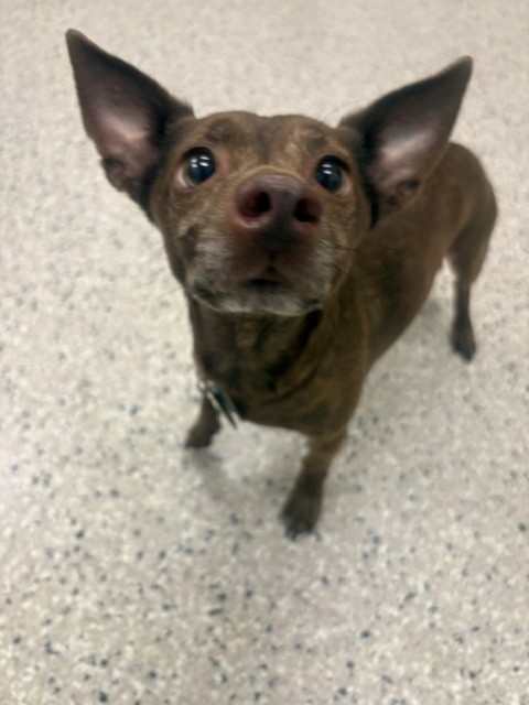 Shelter Stray Male Dog last seen Near BLOCK N LARK ST #188, Brighton, CO 80601