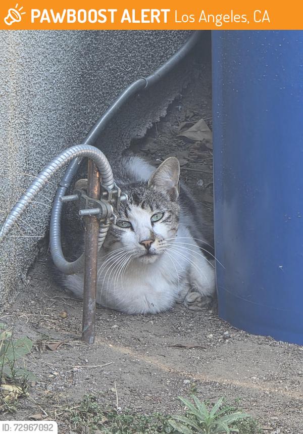 Found/Stray Unknown Cat last seen Terra bella & arleta, Los Angeles, CA 91331