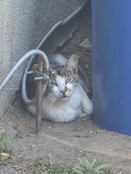Found/Stray Unknown Cat last seen Terra bella & arleta, Los Angeles, CA 91331