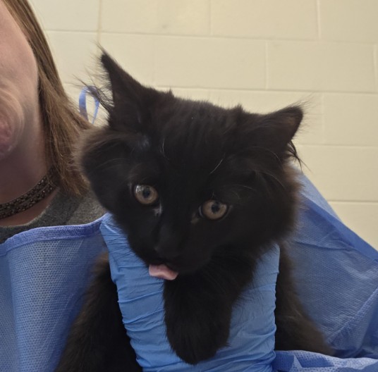 Shelter Stray Female Cat last seen Near BLOCK CLARKSON ST, Brighton, CO 80601