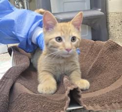 Shelter Stray Male Cat last seen BRIGHTON EAST FARMS NEIGHBORHOOD, Brighton, CO 80601