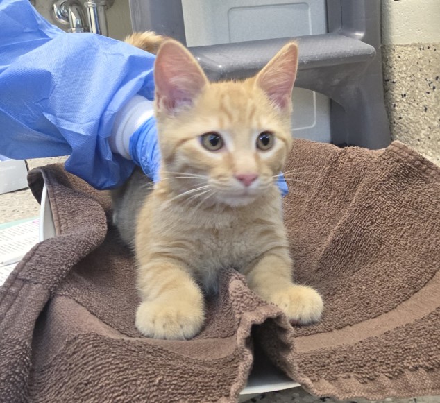Shelter Stray Male Cat last seen BRIGHTON EAST FARMS NEIGHBORHOOD, Brighton, CO 80601