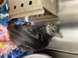 Shelter Stray Female Cat last seen Near BLOCK 140TH AVE NE, REDMOND WA 98052, Kent, WA 98032
