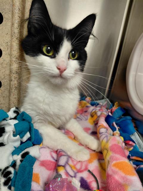 Shelter Stray Female Cat last seen Near BLOCK 140TH AVE NE, REDMOND WA 98052, Kent, WA 98032