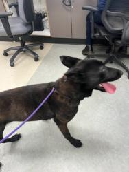 Shelter Stray Female Dog last seen , Los Angeles, CA 91405