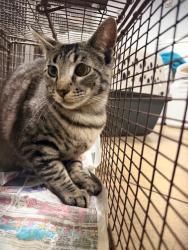 Shelter Stray Female Cat last seen , Los Angeles, CA 91405