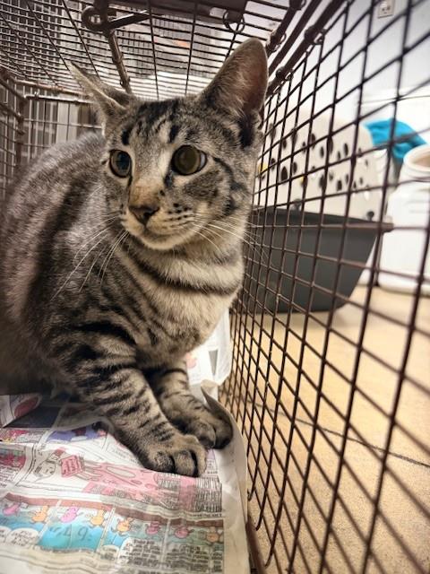 Shelter Stray Female Cat last seen , Los Angeles, CA 91405